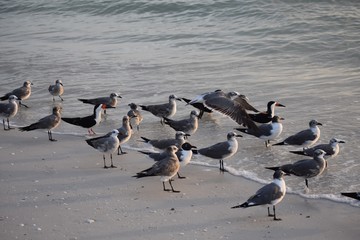flock of sea birds on the beach