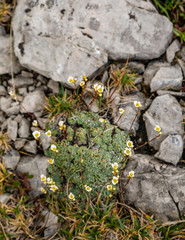 Saxifraga caesia L. included in cushion plantin the wild.