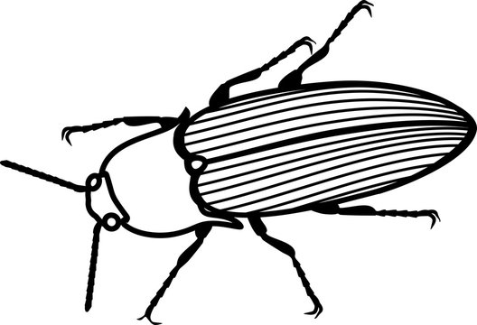 Coloring page. Imago of Click beetle isolated on white background