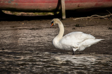 A Swan on the Truro river