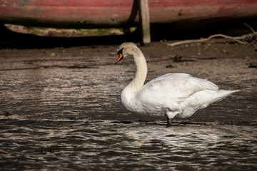 A Swan on the Truro river