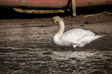 A Swan on the Truro river