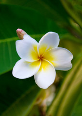 White and yellow plumeria flowers on a tree
