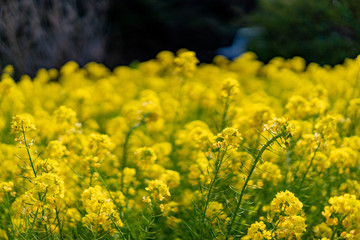 三崎海岸 城ヶ島の菜の花