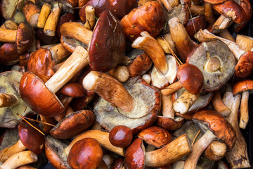mushrooms straight from the forest as a background. From Above. Text space