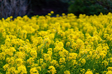 三崎海岸 城ヶ島の菜の花