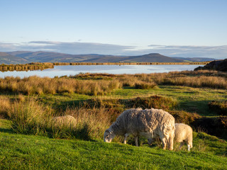 Fototapeta premium Sheep grazing on grass by Keepers Lake in Brecon Beacons, Wales UK on a sunny morning