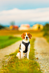Beagle dog walks down a path between fields