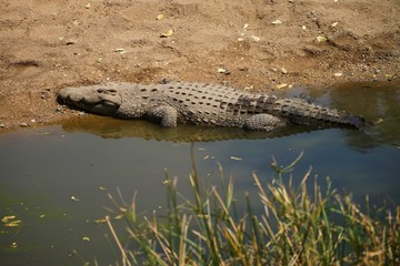 Crocodile in the river in South Africa