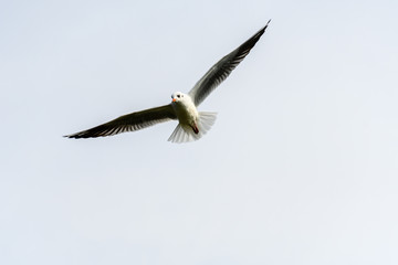 Fototapeta na wymiar A lake gull flying with wings wide open