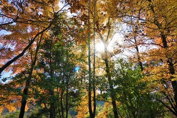 山頂に降り注ぐ光と鮮やかな色彩の木々たち