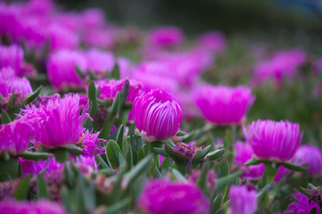 Obraz premium Side plane of a Carpobrotus edulis or cat's claw with a multitude of flowers