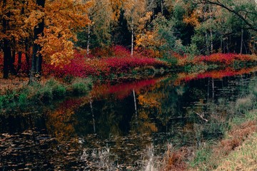 Dark colored golden and deep orange red leaves. Trendy atmospheric autumn backdrop. Warm fall moody landscape for your inspiration