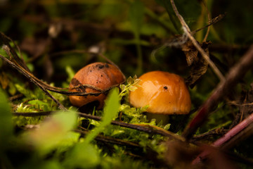 mushroom in forest
