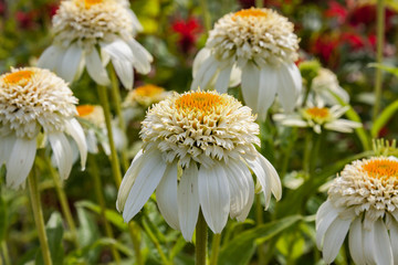 Milkshake coneflowers