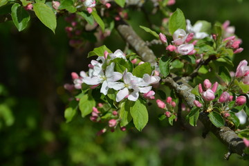 pink flowers in garden