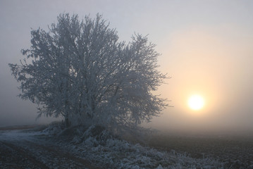 Schöner Sonnenunter im Winter umgeben von Nebel
