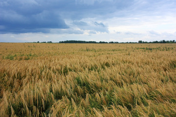 Field of ripe ears of wheat