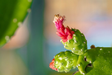 Cactus flower, nopal, opuntia