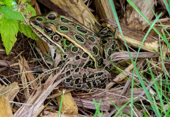 camouflage