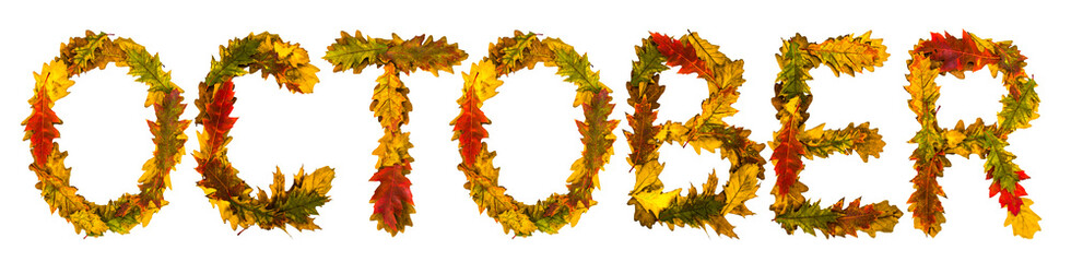 October. Text made by autumn leaves. English alphabet. Oak foxes. Font for design. Natural colors. Natural nature shot. Autumn design. True natural beauty.