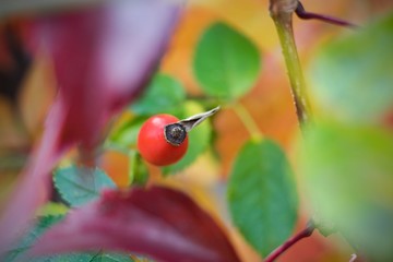 Rose hip tea, photo for red abstract background with healthy nutrition.