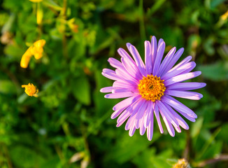 Flower - Aster alpinus L.