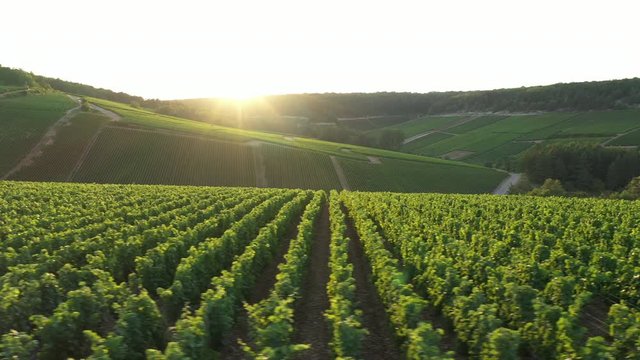 Aerial view of Champagne vineyards to Les Riceys,  the Cote des Bar area in the Aube department, France