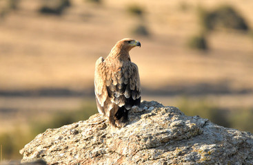 Aguilas imperiales en la sierra abulense- Avila. España