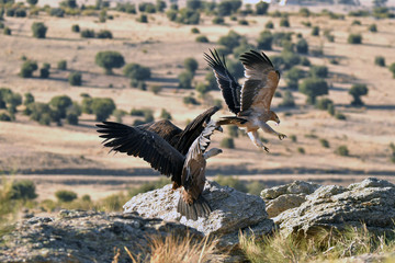 Aguilas imperiales en la sierra abulense- Avila. España
