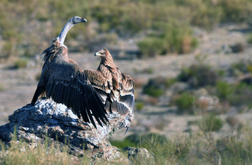 Aguilas imperiales en la sierra abulense- Avila. España