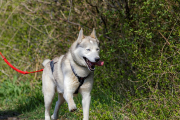 Chien de traîneau en course