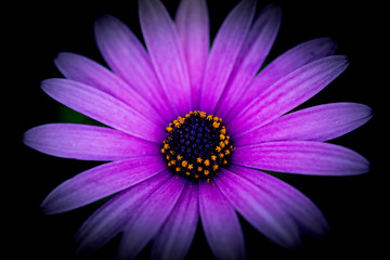 pink flower isolated on black background