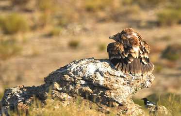Aguilas imperiales en la sierra abulense- Avila. España