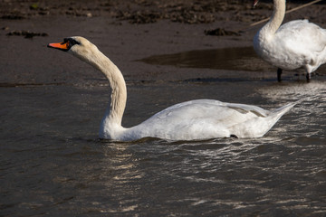 Two Swans on the Truro river