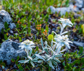 Leontopodium nivale subsp. alpinum growing in a mountain environment.