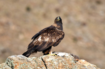 Hembra de aguila real con una presa