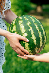 Close up of female hands are giving whole watermelon to a child's hands on green nature background. Hands gives the whole watermelon to a child hands.