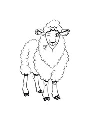 Schaf Weide fressen freundlich grashalm Herde süß lieb Wolle pulli Nutztier grasen witzig 1c