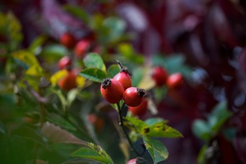 Rose hip tea, photo for red abstract background with healthy nutrition.