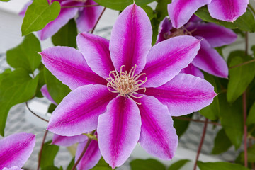 kilian donahue clematis