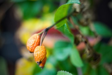 Rose hip tea, photo for red abstract background with healthy nutrition.