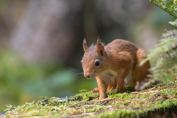 red squirrel, Sciurus vulgaris, close up portrait on moss and forest floor covered in the orange autumn leaves within a pine and birch forest, Scotland.