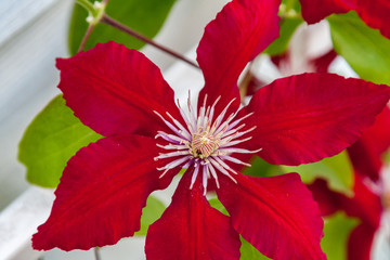 Red clematis