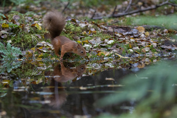 red squirrel, Sciurus vulgaris, close up portrait reflection/double besides a pool surrounded by the orange fall/autumn leaves within a pine and birch forest in Scotland.