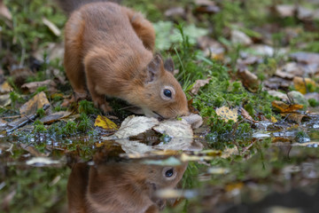 red squirrel, Sciurus vulgaris, close up portrait reflection/double besides a pool surrounded by the orange fall/autumn leaves within a pine and birch forest in Scotland.