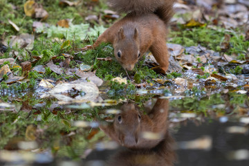 red squirrel, Sciurus vulgaris, close up portrait reflection/double besides a pool surrounded by the orange fall/autumn leaves within a pine and birch forest in Scotland.