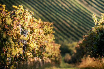 Grape fruit and vineyards in autumn, just before harvesting.