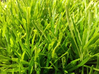 green grass with water drops