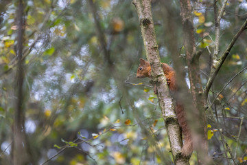 Red squirrel, Sciurus vulgaris, sitting on branches during a calm day within a pine and birch forest in Scotland during autumn with orange leaves.